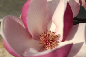 magnolie1