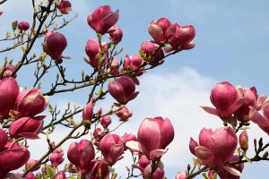 magnolien2