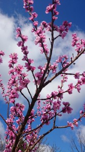 frühling1