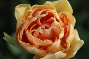 frühling2